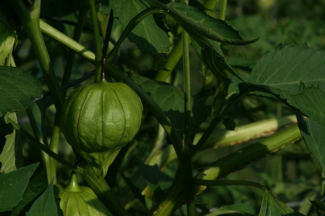 Tomatillo Poisoning Symptoms