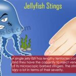 Jellyfish sting poisoning