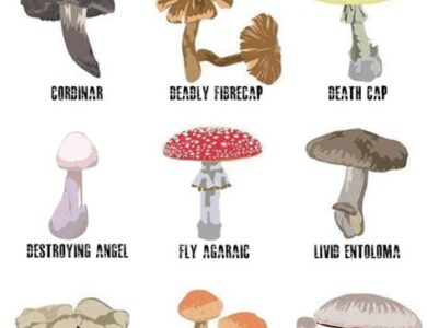 Mushroom poisoning