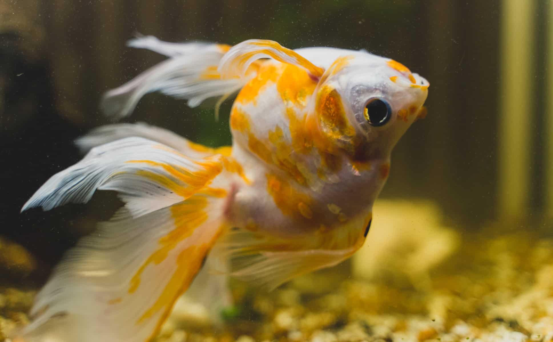 Ammonia Poisoning Symptoms Fish
