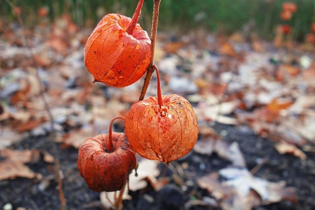 Ground Cherry Poisoning Symptoms