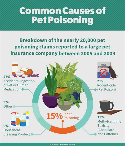 Poisonous Plants: Common Symptoms and Treatment Options