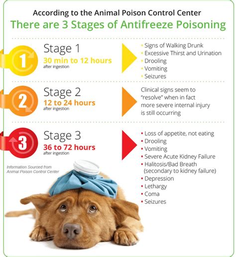 Recognizing and Treating Poisoning Symptoms in Pets